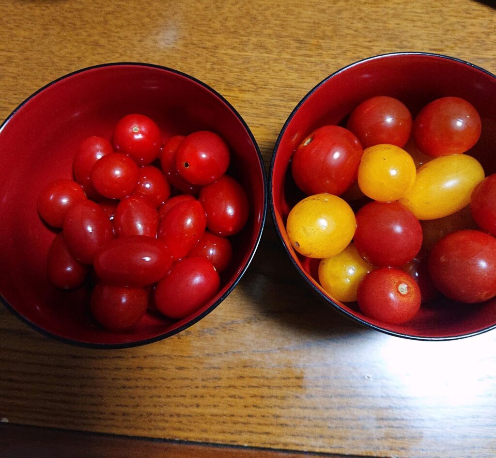 【（）】トマト食べ放題